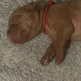 Girl 5 - Red golden Wirehaired Vizsla puppy in Pittsburgh, Pennsylvania from Kendra Breeding