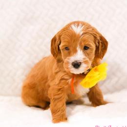 Robin - Caramel red female Australian Labradoodle puppy in Diamond Bar, California from Furrytaildoodles