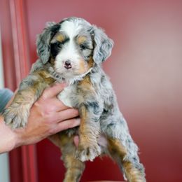 Tinsel - Merle female Bernedoodle puppy in Dundee, Ohio from Down Home Doodle