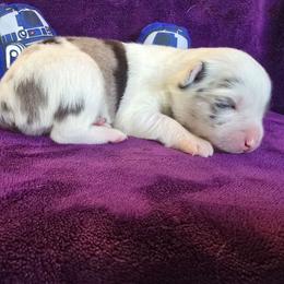 Princess Leia - Blue merle female Australian Shepherd puppy in Smithfield, Utah from Invictus Farms