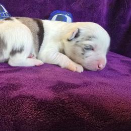 Princess Leia - Blue merle female Australian Shepherd puppy in Smithfield, Utah from Invictus Farms