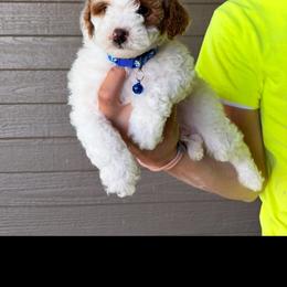 Frankie - Parti male Goldendoodle puppy in Runaway Bay, Texas from Green Ranch Doodles