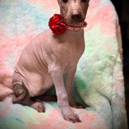 Mango - Red female Xoloitzcuintli puppy in Victorville, California from Elegancia Vintage Xoloitzcuintle