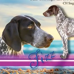 Fizz - German Shorthaired Pointer