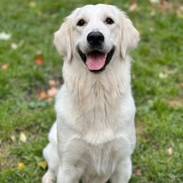 Zoey - Golden Retriever