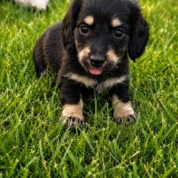 Toffee - Black and cream female Dachshund puppy in Salem, Oregon from Longdox Mini Dachshunds