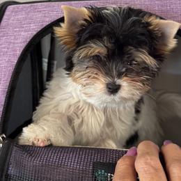 Biewer Terrier puppies from Great Scotts Biewers