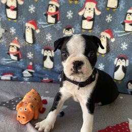 Boston Terrier Puppies from Boyd’s Boston Babies