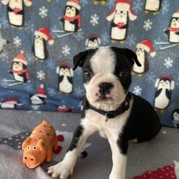 Boston Terrier Puppies from Boyd’s Boston Babies