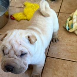 Girl 1 - Cream female Chinese Shar-Pei puppy in Fairfield, Texas from Majesty SharPei