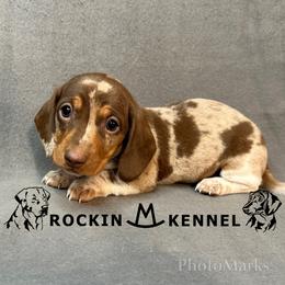 Blue - Chocolate and tan male Dachshund puppy in George West, Texas from Rockin M Kennel