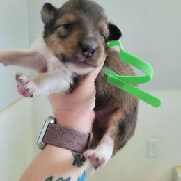 Nick - Sable male Collie puppy in Mattoon, Illinois from Gold Leaf Collies
