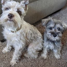 Miniature Schnauzers from CJ Farms