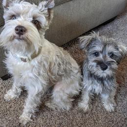Miniature Schnauzers from CJ Farms