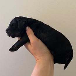 Lincoln - Black white and tan male Cockapoo puppy in Egg Harbor City, New Jersey from Grace Given Cockapoos (GGC)