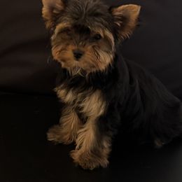 Bekah - Black and gold female Yorkshire Terrier puppy in Colmesneil, Texas from Wanda Toparcean's Yorkies