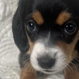 Dachshunds from Works Farm Dachshunds