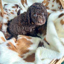 Muffin - Chocolate female Goldendoodle puppy in Taylorsville, Georgia from Sweet Southern Doodles
