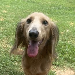 Dachshunds from Mother of Dachshunds