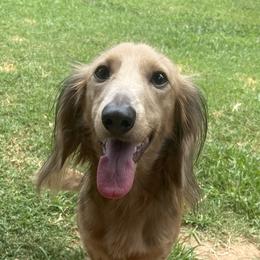 Dachshunds from Mother of Dachshunds