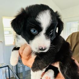 Night - Black & white female Miniature Australian Shepherd puppy in Norco, California from Joyfulpuppies