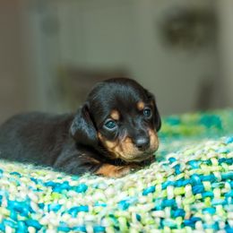 Dachshund Puppies from Beyond the Tail