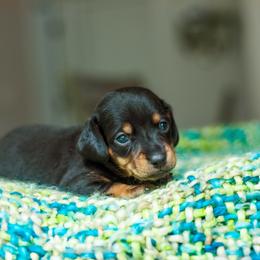 Dachshund Puppies from Beyond the Tail