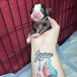 TBD - Red & white male Toy Australian Shepherd puppy in Reidsville, North Carolina from Cherry Grove Kennel