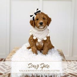 SCARY SPICE - SPICE GIRLS LITTER - Red  female Goldendoodle puppy in Bell Buckle, Tennessee from Precious Puptown Doodles
