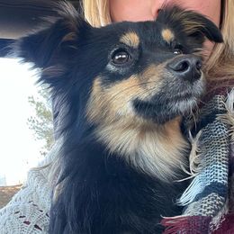 Coco - Toy Australian Shepherd