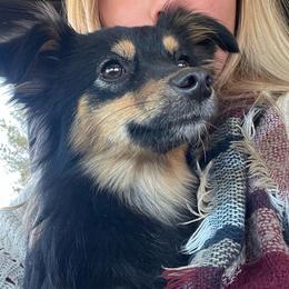 Coco - Toy Australian Shepherd