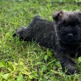 Jack - Black brindle male Cairn Terrier puppy in Mountain Grove, Missouri from CreekTop