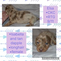 Elsa - Dapple female Dachshund puppy in Lufkin, Texas from L & A Dachshunds