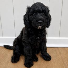 Emerald  (Emmie) - Black female Double Doodle puppy in Whitsett, North Carolina from Rock Creek Doodles NC