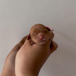 Poutine - Caramel red female Australian Labradoodle puppy in Belding, Michigan from Rutu Australian Labradoodles