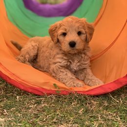 Australian Labradoodle Puppies from Integrity Labradoodles
