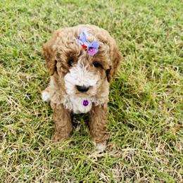Cavapoo, Cockapoo, Goldendoodle, and Maltipoo Puppies from Perdue Puppies