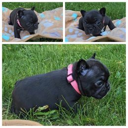 French Bulldog Puppies from A&D Frenchies