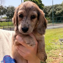 Cricket - Dapple male Dachshund puppy in Southwest Ranches, Florida from Breezy Florida Dachshunds