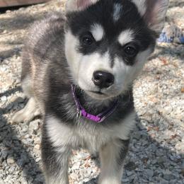 Ezzy - Black and white male Pomsky puppy in Diamond Lake, Washington from Husky Haven WA