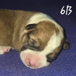 Mr Blue - Red male Pembroke Welsh Corgi puppy in Gig Harbor, Washington from Pacific Northwest Pembroke Welsh Corgis