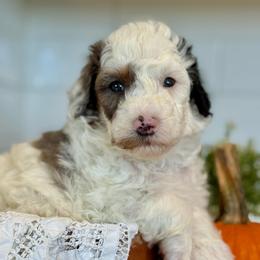 Red - Merle male Bernedoodle puppy in Hesperia, Michigan from Red Acres Poodles & Doodles