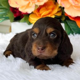 Dachshund Puppies from RRD