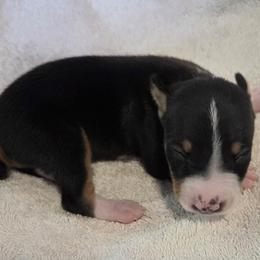 Boy 11 - Black tan and white male Rat Terrier puppy in Traverse, Michigan from Far North Rat Terriers