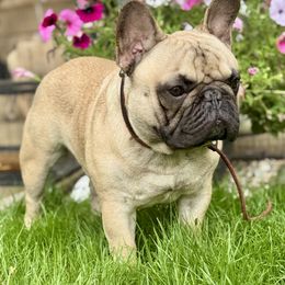 Mason - French Bulldog