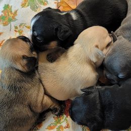 French Bulldogs from Lazy H