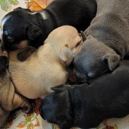 French Bulldogs from Lazy H