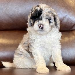 Pepper Spice Girl (YELLOW Girl) - Merle female Goldendoodle puppy in Highland, Utah from Angel Pups Deluxe