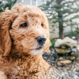 Bannock - Red  male Goldendoodle puppy in Meridian, Idaho from Table Rock Legacy Doodles