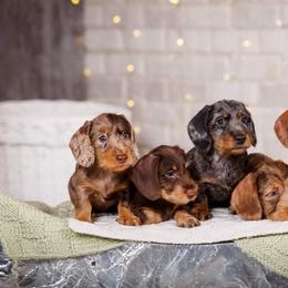 Dachshund Puppies from Lavendell Dachshunds